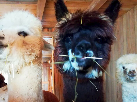 Alpakas_WeberFuenf