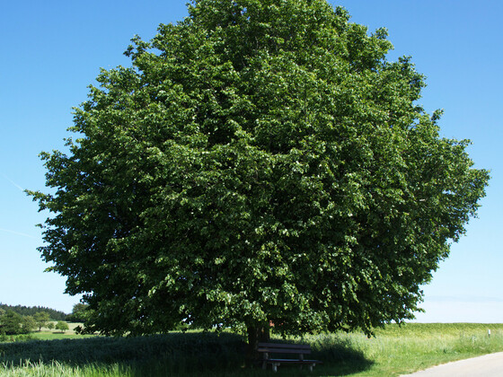 linde-bei-leithen_viktor-groell