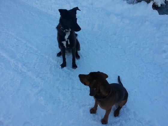 Hundespiel im Schnee