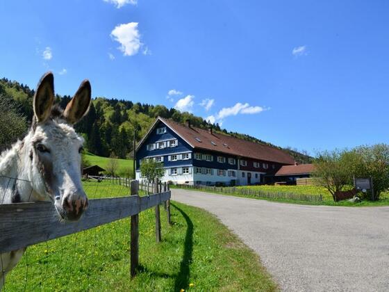 Esel Willi grüßt euch alle