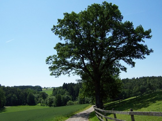 Wanderweg  bei Zaun
