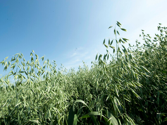 Hafer Bild 3© Bayerischer Bauernverband_bearb