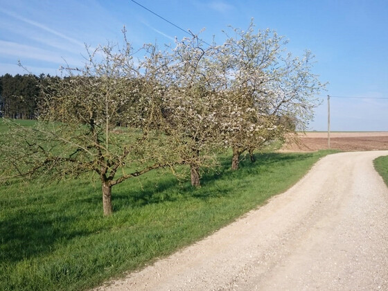 Streuobstwiese (2)_bearb.