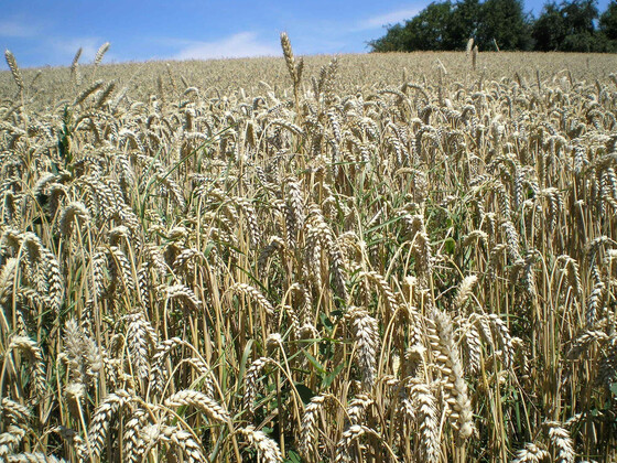 Bild 2 Weizen erntereif_bearb