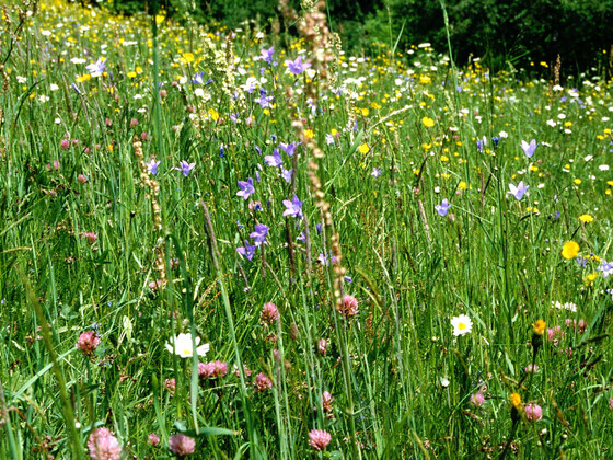 Extensivgrünlandjpg_bearb