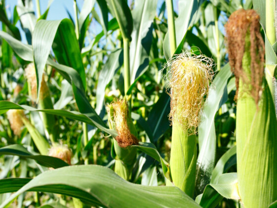 20190507_085426_bearb