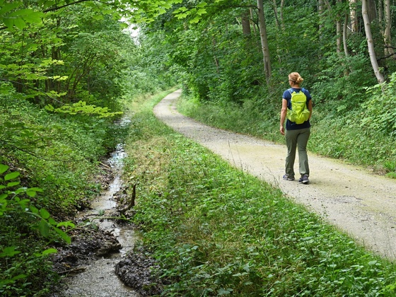 Waldweg zum Klosterareal Fürstenfeld