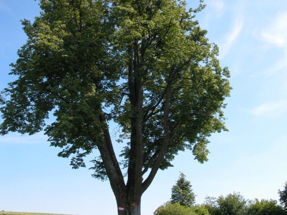 Kaiserlinde