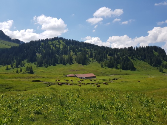Alpe Kanis