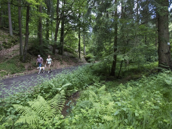 Wandern durch den Spessartwald