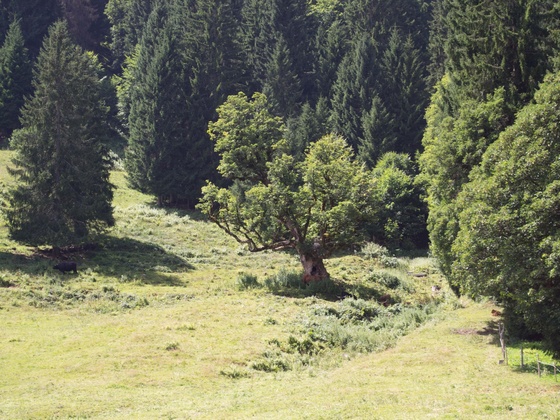 Bergahorn Außerwald