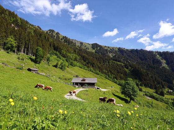 Aigenalm-Paulhütte, 1.280 m