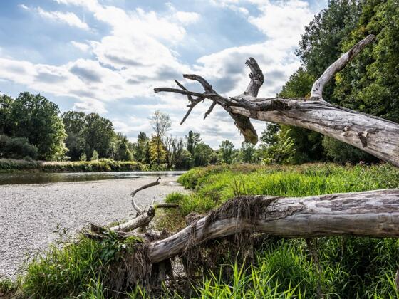 Ursprüngliche Landschaft im Naturschutzgebiet Isarauen