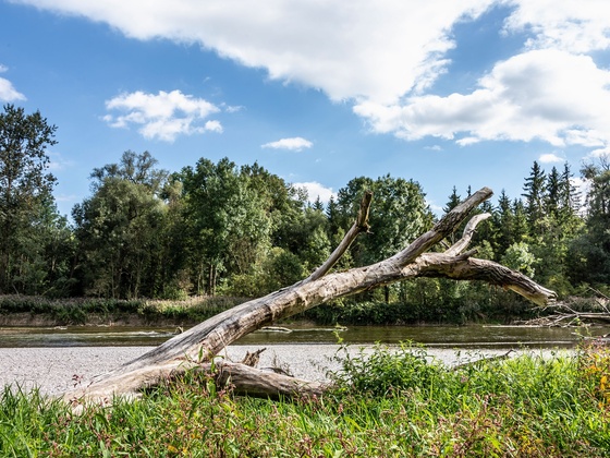 Ursprüngliche Landschaft im Naturschutzgebiet Isarauen