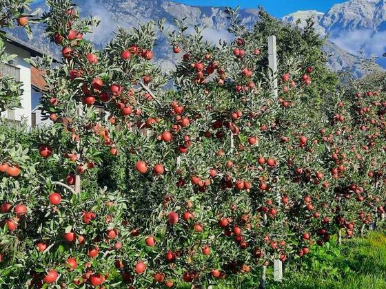 Obstbau Lechner Hall_Apfelplantage