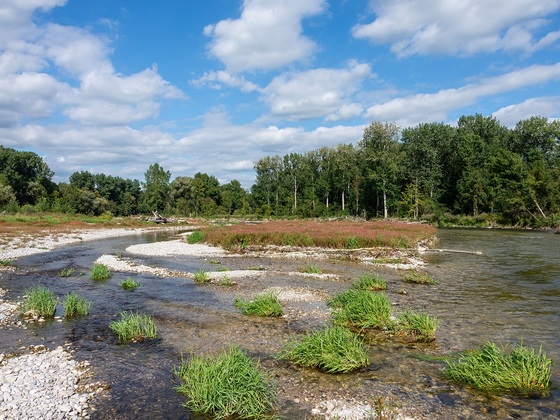 Kiesbänke im Naturschutzgebiet Isarauen