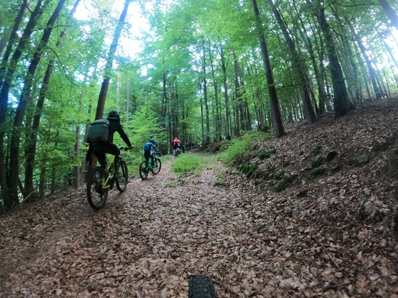 MTB Strecke Heimbuchenthal