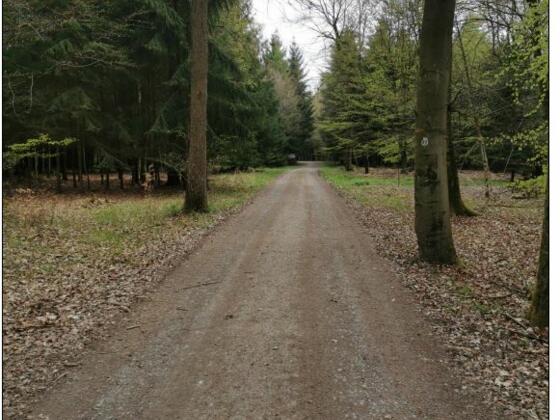 Waldweg zur Anna Kapelle
