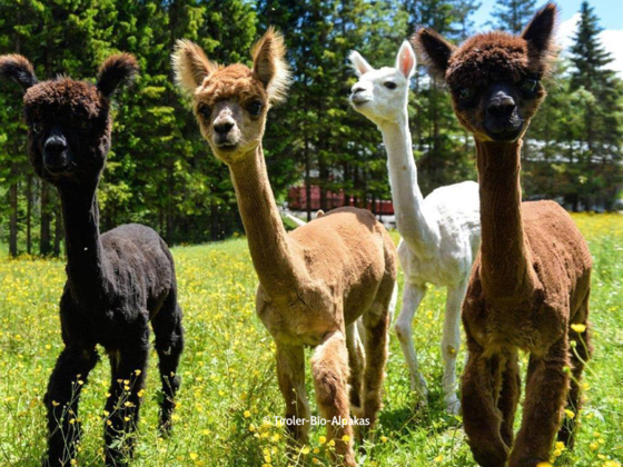 TIROLER BIO ALPAKAS