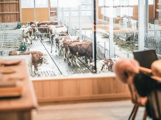 Heimatküche mit Blick auf den Kuhstall