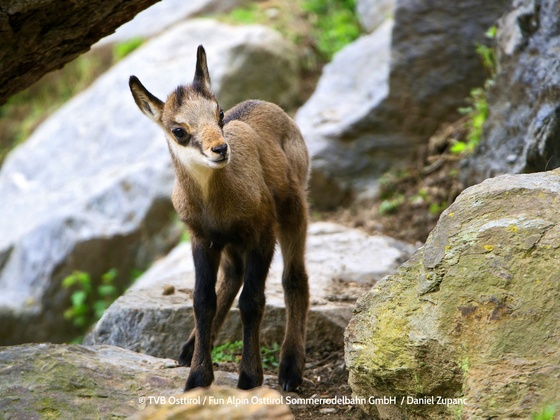 Erlebniswelt Assling mit Wildpark