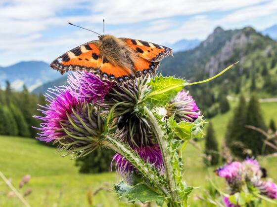 Schmetterling am Pürschling