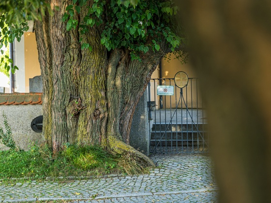 Maulbeerbaum am Friedhofseingang