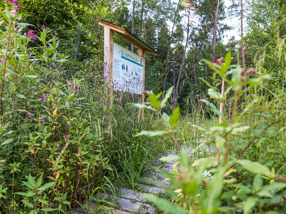 Bohlenweg durch den Sumpfwald