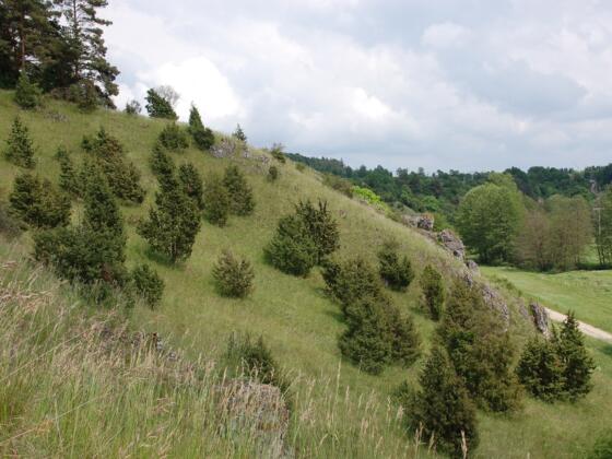 Wacholderheide