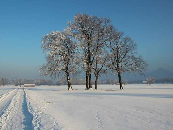 Bäume und Schneespuren, Winter