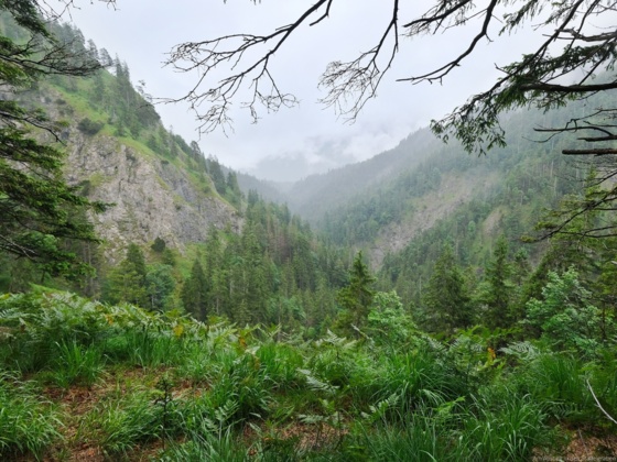 Am Abstieg in den Staffelgraben (1020m)  -  15.07.2021