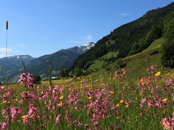 Blumenwiese am Weg