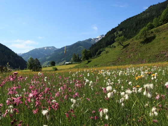 Reitbauern Blumenwiese