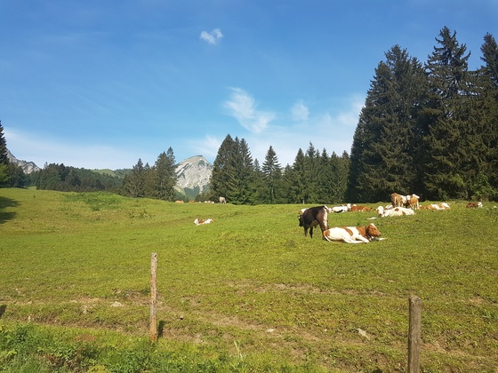 Almkühe auf den Ettenhauser Wiesen, im Hintergrund der Geigelstein