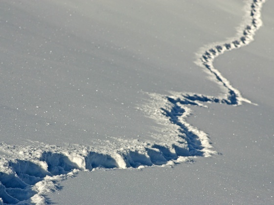 Spuren im Schnee