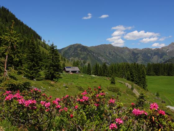 Hirschgrubenalm