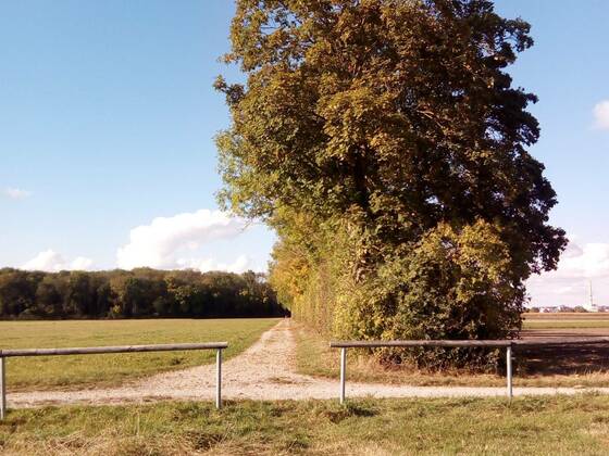 Allee in den Wald