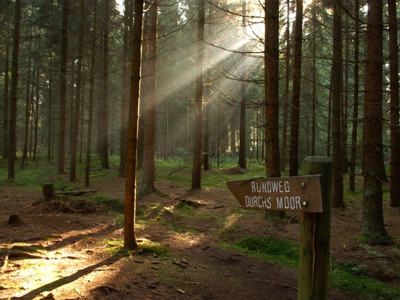 Rundweg durchs Moor