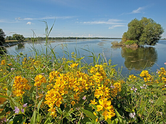 Fauna und Flora im NSG Mittlere Isarstauseen bei Moosburg