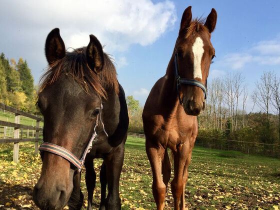 Pferde in der Reitschule Gut Ising