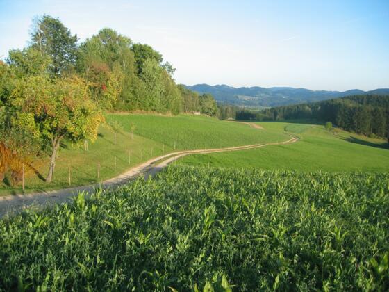 WieseSonneWaldrandMountainbiker_TVBMühlviertlerAlmFreistadt_RobertDiesenreither.JPG