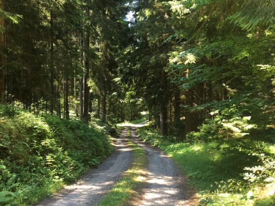 MTB-Runde Leopoldschlag