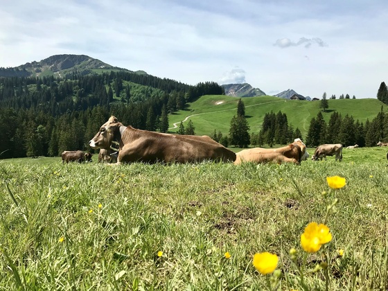 Blick auf die Mittelbergalpe