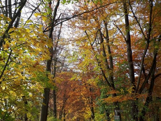 herbstliche Wege durch den Stadtpark