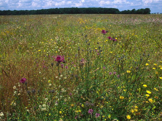 Heidevegetation in der Garchinger Heide bei Eching