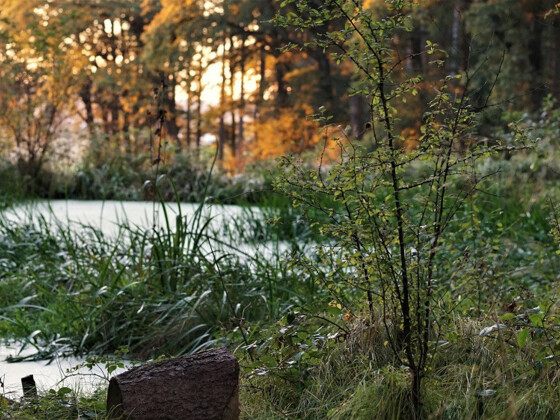 Natur bewusst erleben beim Waldbaden