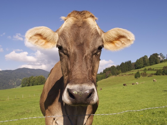 Allgäuer Kuh