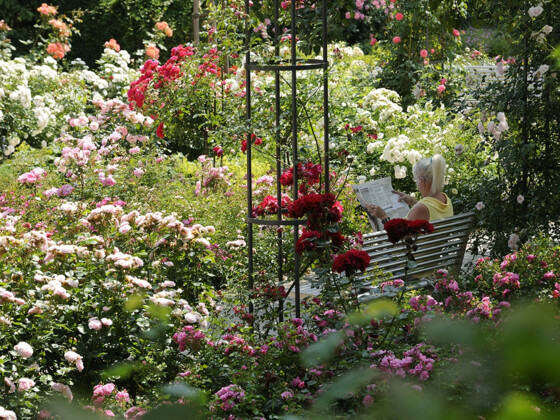 Rosengarten in Freising©Touristinformation Freising_G. Standl