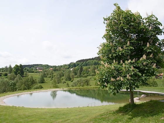 Naturbadeweiher