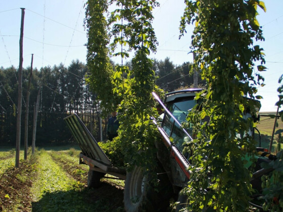 Bei der Hopfenernte im Hopfengarten©Eva Rieger